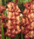 Gladiol Indian Summer - Gladiolus - hlízy mečíku - 3 ks