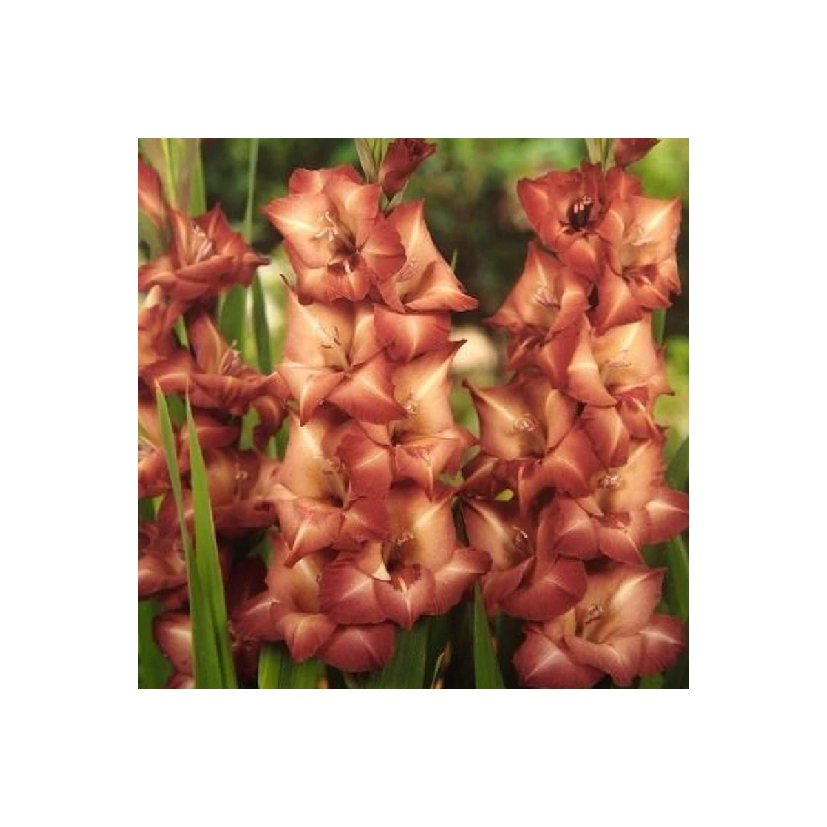 Gladiol Indian Summer - Gladiolus - hlízy mečíku - 3 ks