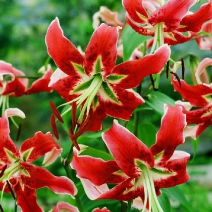 Lilie Black Beauty - Lilium x hybridum - cibule lilie - 1 ks