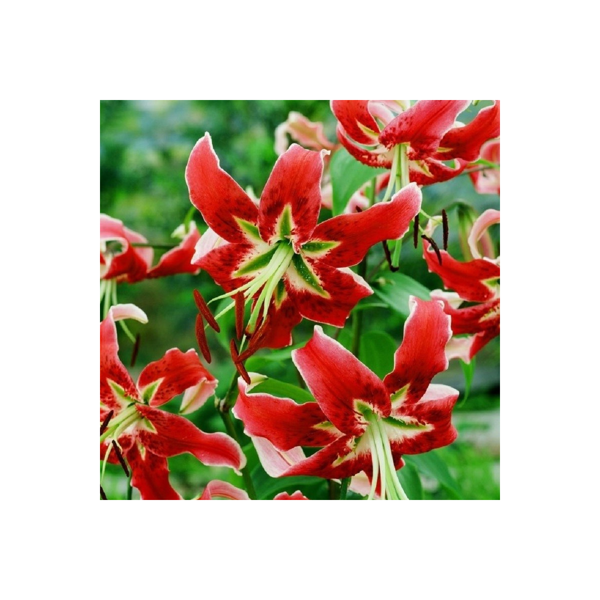Lilie Black Beauty - Lilium x hybridum - cibule lilie - 1 ks