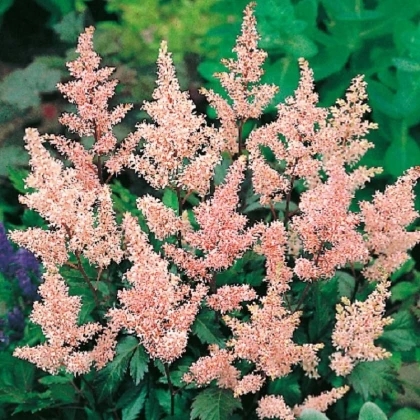 Čechrava Peach Blossom - Astilbe japonica - hlízy čechravy - 1 ks