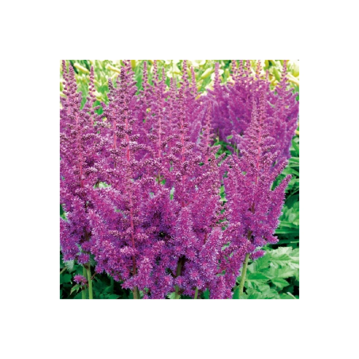 Čechrava modrá - Astilbe - hlízy čechravy - 1 ks