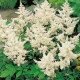Čechrava japonská Deutschland - Astilbe japonica - hlízy čechravy - 1 ks