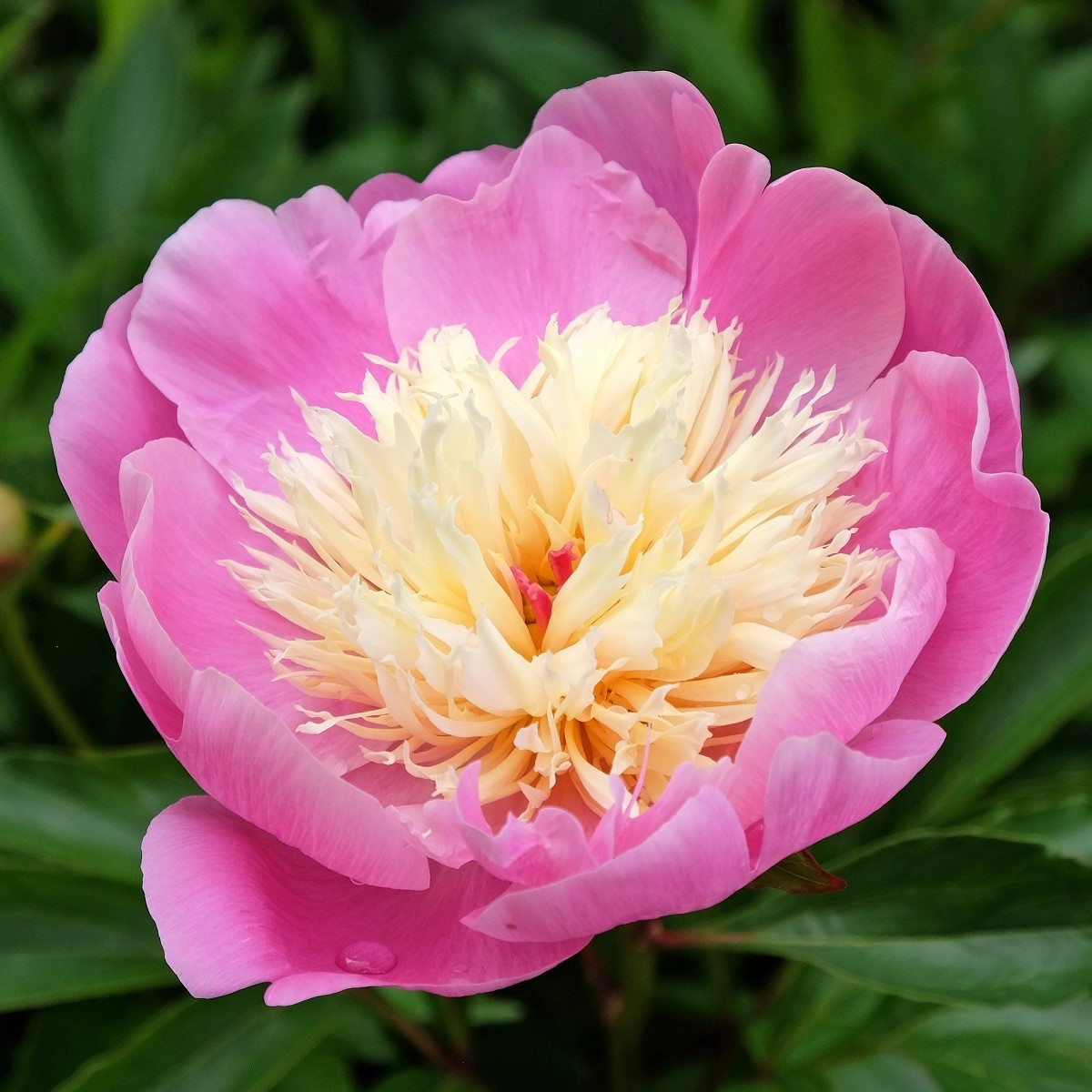 Pivoňka Bowl of Beauty - Paeonia lactiflora - hlízy pivoňky - 1 ks