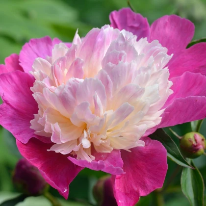 Pivoňka Gay Paree - Paeonia lactiflora - hlízy pivoňky - 1 ks
