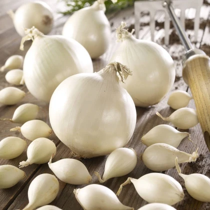 Cibule sazečka Snowball - Allium cepa - cibulky - 250 g