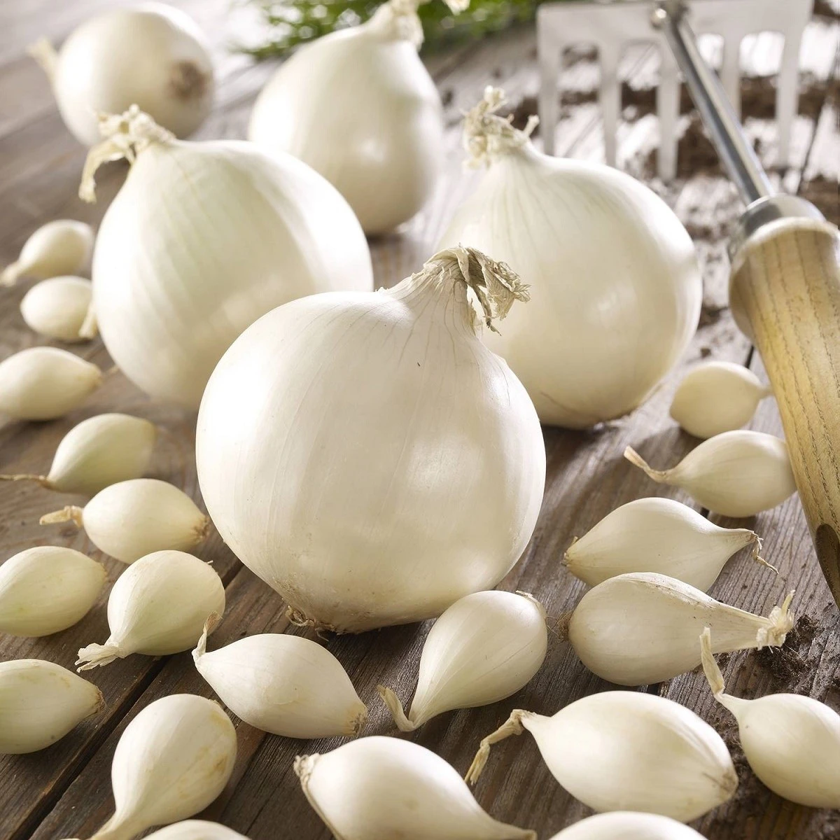 Cibule sazečka Snowball - Allium cepa - cibulky - 250 g