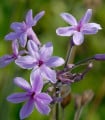 Česnek divoký BIO - Allium sativum - cibule česneku - 1 kus
