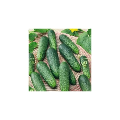 Okurka Najada F1 - Cucumis sativus - semena okurky - 15 ks