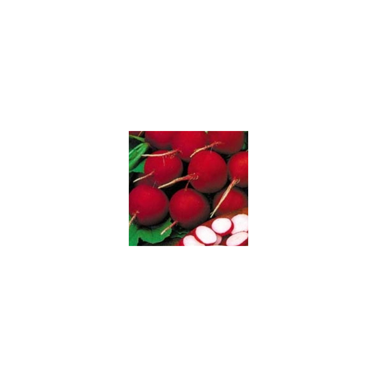 Ředkvička červená kulatá - Carnita - prodej semen ředkvičky - 50ks