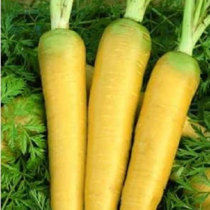 Mrkev Táborská žlutá - Daucus carota - semena mrkve - 150 ks