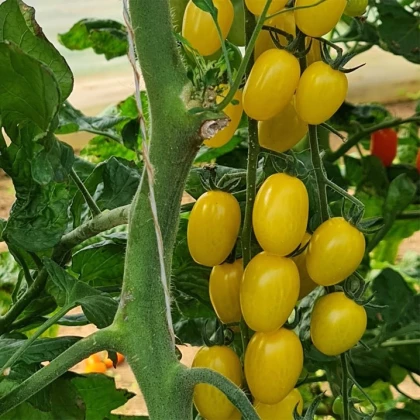 Rajče Dattolime F1 - Solanum lycopersicum - semena rajčete - 6 ks