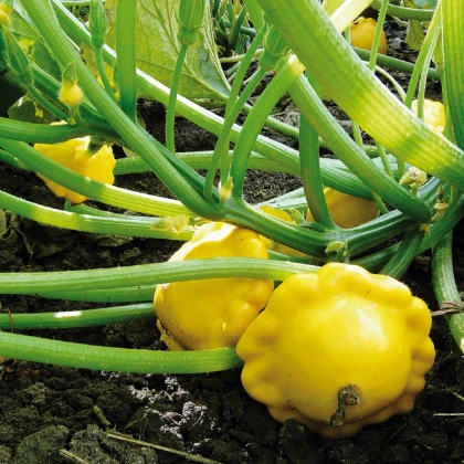 Patizon Sunseance F1 - Cucurbita pepo - semena patizonu - 15 ks