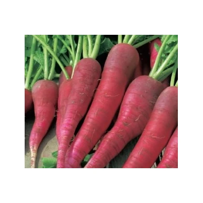 BIO Ředkvička růžová raná - semena ředkvičky - 0,3 g