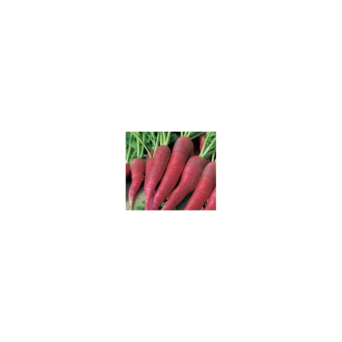 BIO Ředkvička růžová raná - semena ředkvičky - 0,3 g