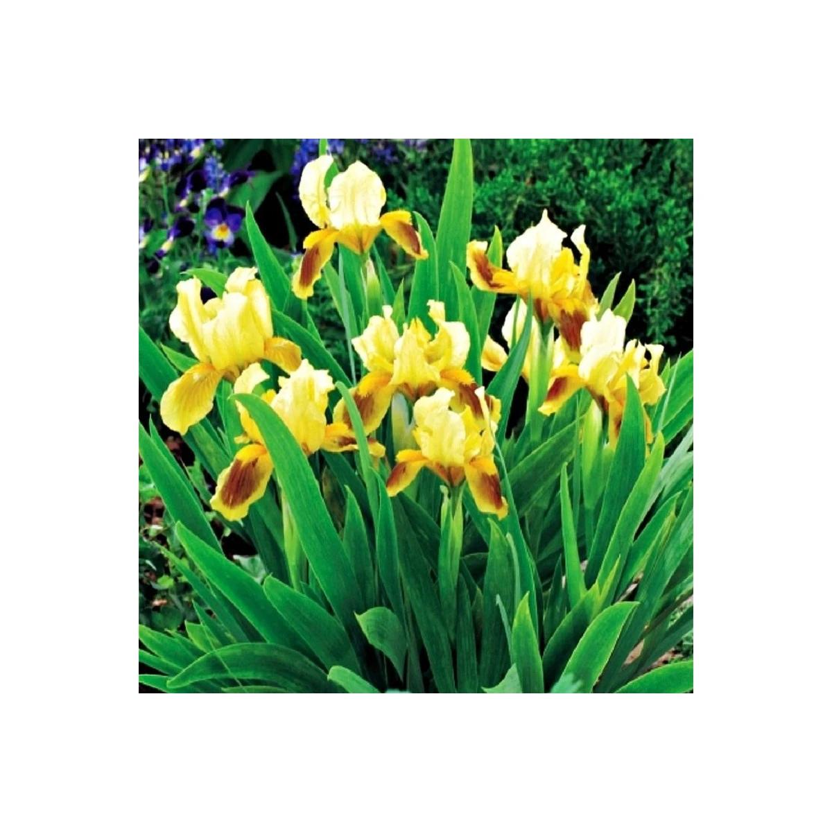 Kosatec Ritz - Iris pumila - hlízy kosatce - 1 ks