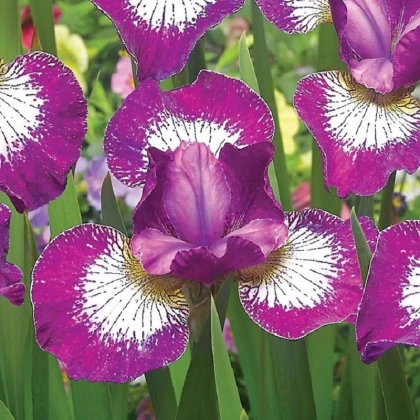 Kosatec sibiřský Currier - Iris sibirica - hlízy kosatce - 1 ks