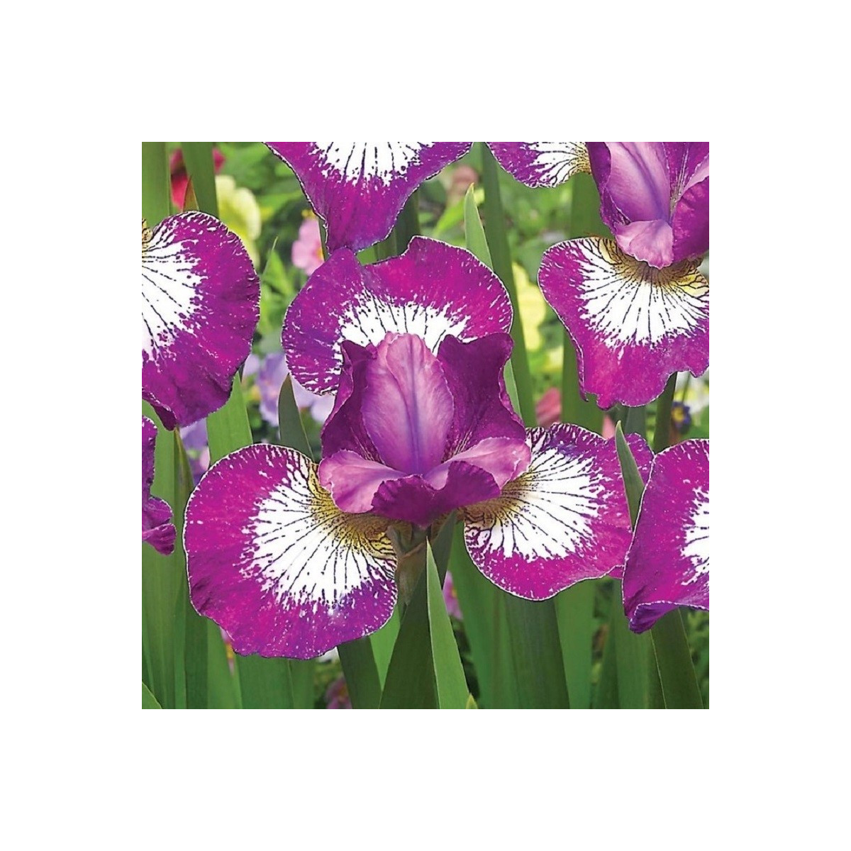 Kosatec sibiřský Currier - Iris sibirica - hlízy kosatce - 1 ks