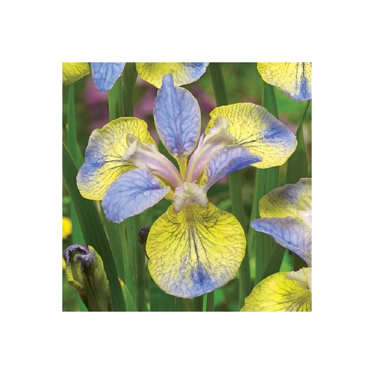 Kosatec sibiřský Tipped in Blue - Iris sibirica - hlízy kosatce - 1 ks