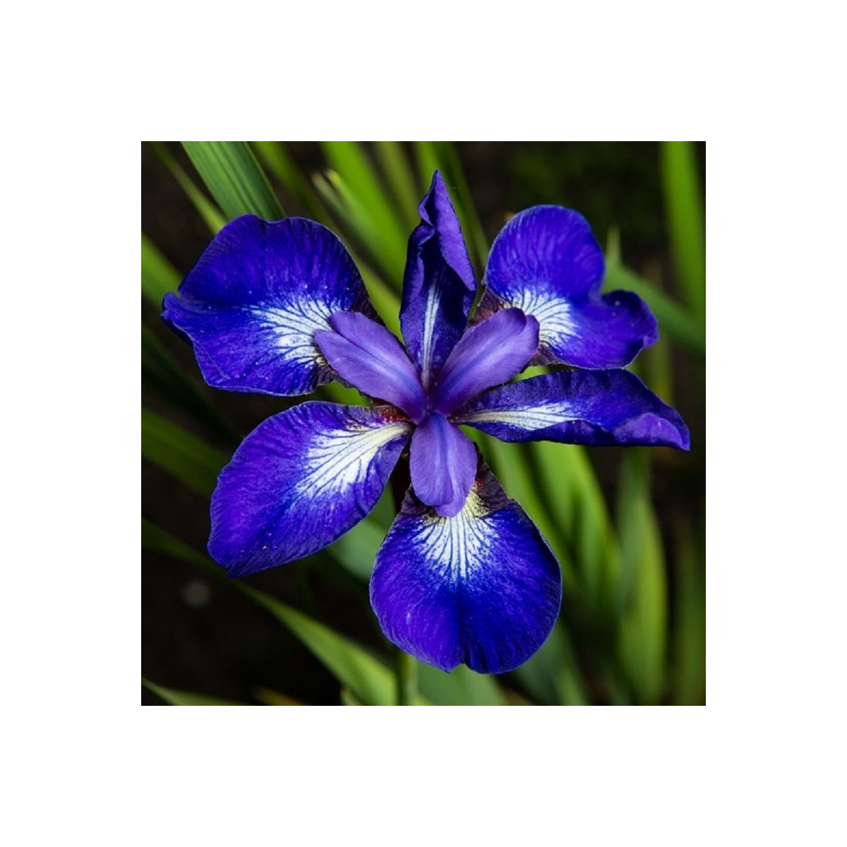 Kosatec sibiřský See Star - Iris sibirica - hlízy kosatce - 1 ks