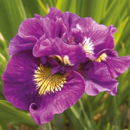 Kosatec sibiřský Double Standard - Iris sibirica - hlízy kosatce - 1 ks