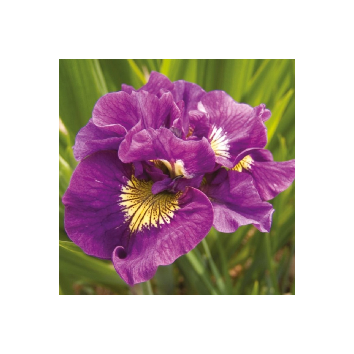 Kosatec sibiřský Double Standard - Iris sibirica - hlízy kosatce - 1 ks