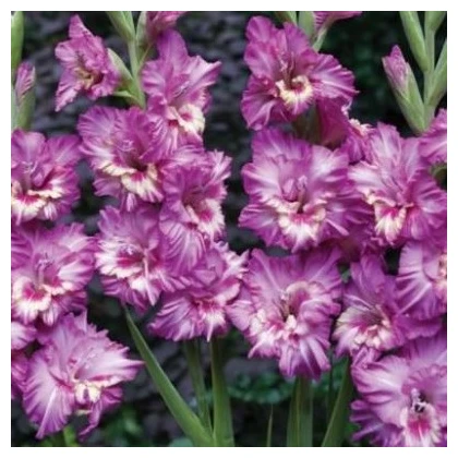 Gladiol Tango - Gladiolus - hlízy mečíku - 3 ks