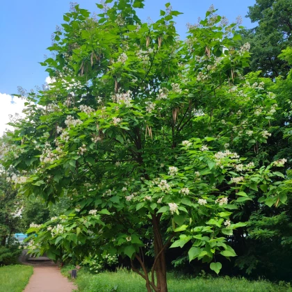 Katalpa Fargesova - Catalpa fargesii - semena katalpy - 8 ks