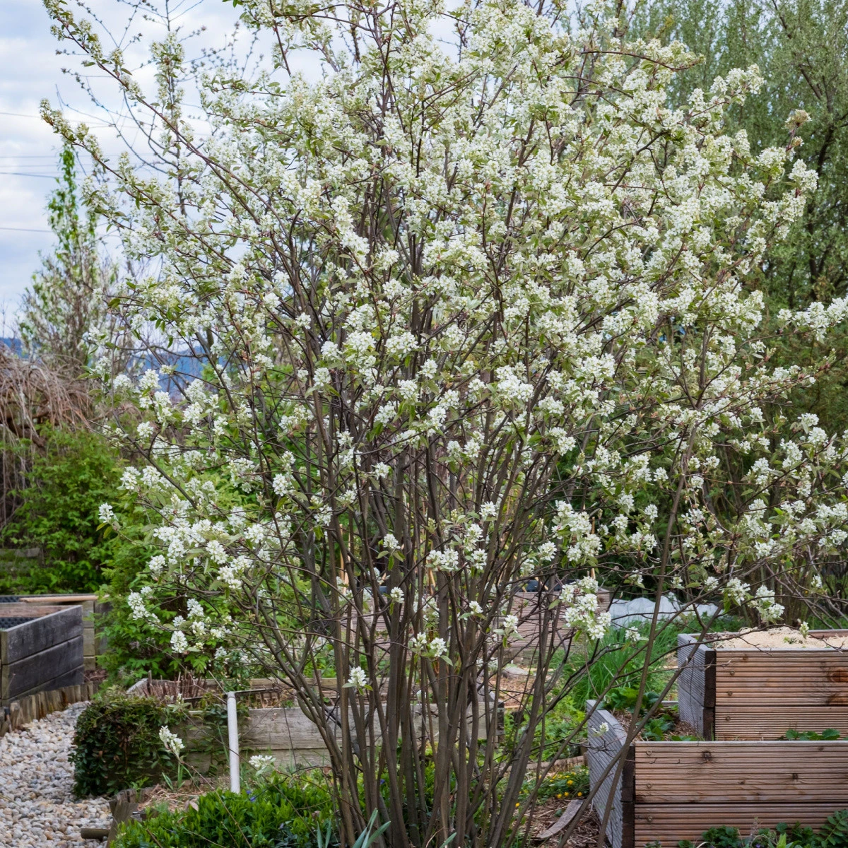 Muchovník kanadský - Amelanchier canadensis - semena muchovníku - 10 ks