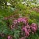 Srdcovka nádherná - Dicentra spectabilis - hlízy srdcovky - 1 ks