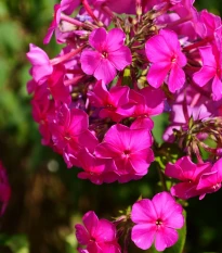Plaménka růžová - Phlox - prostokořenné sazenice plaménky - 1 ks