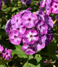 Plaménka Laura - Phlox - prostokořenné sazenice plaménky - 1 ks