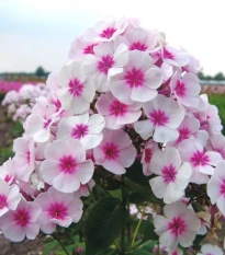 Plaménka Graf Zeppelin - Phlox - prostokořenné sazenice plaménky - 1 ks