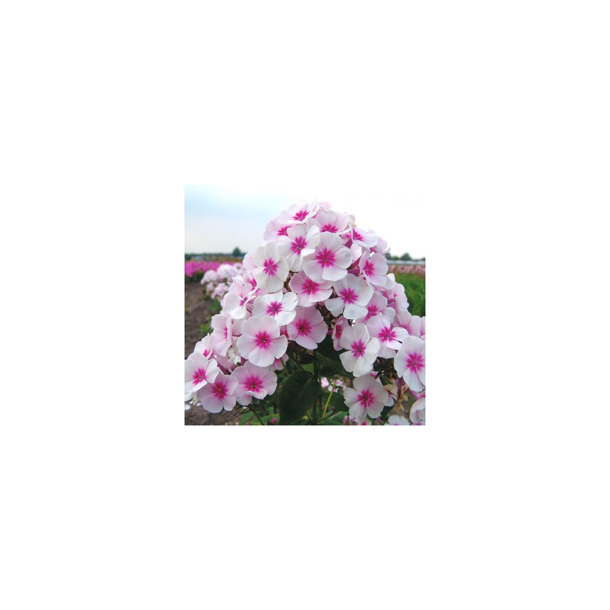 Plaménka Graf Zeppelin - Phlox - prostokořenné sazenice plaménky - 1 ks