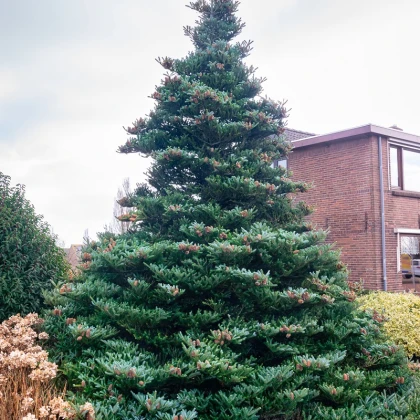 Jedle korejská - Abies koreana - semena jedle - 7 ks