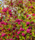 Krásnoplodka - Callicarpa acuminata - semena krásnoplodky - 8 ks