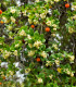 Jahodový strom - Planika obecná - Arbutus unedo - semena jahodového stromu - 5 ks