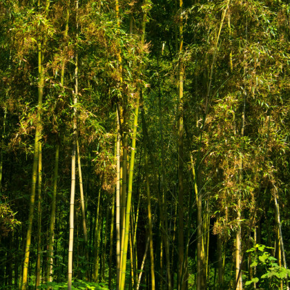 Král bambusů - Phyllostachys edulis - semena bambusu - 3 ks