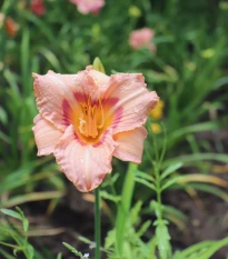 Denivka Longsfield Glory - Hemerocallis - hlízy denivky - 1 ks