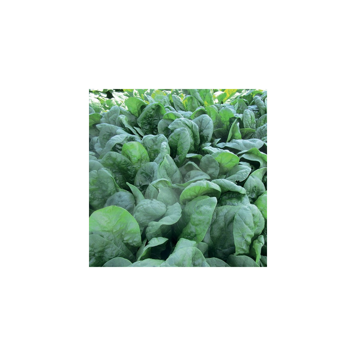 Špenát setý Sacramento F1 - Spinacia oleracea - semena špenátu - 200 ks