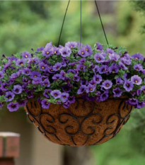 Minipetúnie Kabloom Denim - Milionbells - Calibrachoa - semena - 6 ks