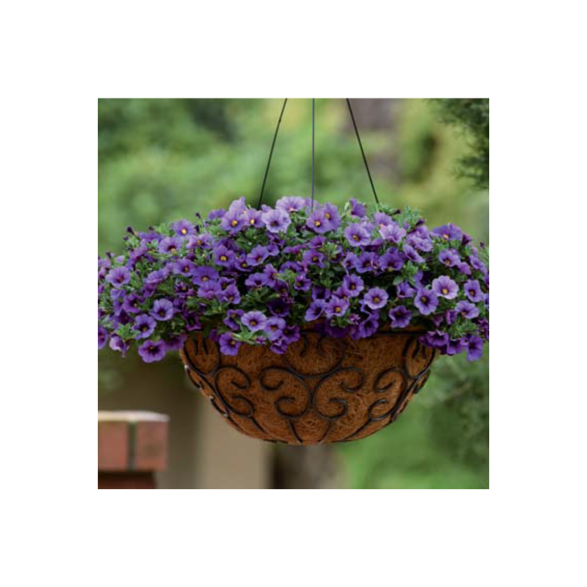 Minipetúnie Kabloom Denim - Milionbells - Calibrachoa - semena - 6 ks