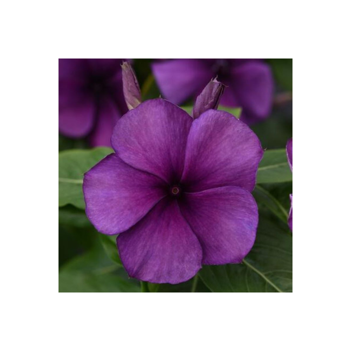 Barvínek Tatoo Blueberry - Catharanthus - semena barvínku - 20 ks