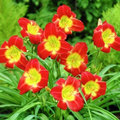 Denivka Longsfield Red Baron - Hemerocallis - hlízy denivky - 1 ks