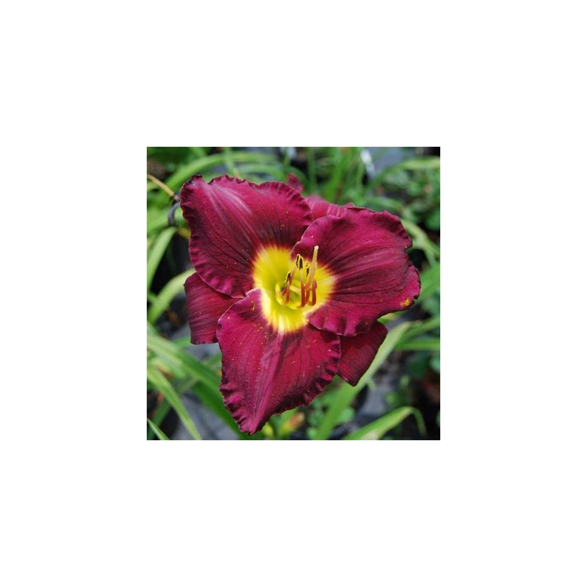 Denivka Catcher in the Eye - Hemerocallis - hlízy denivky - 1 ks