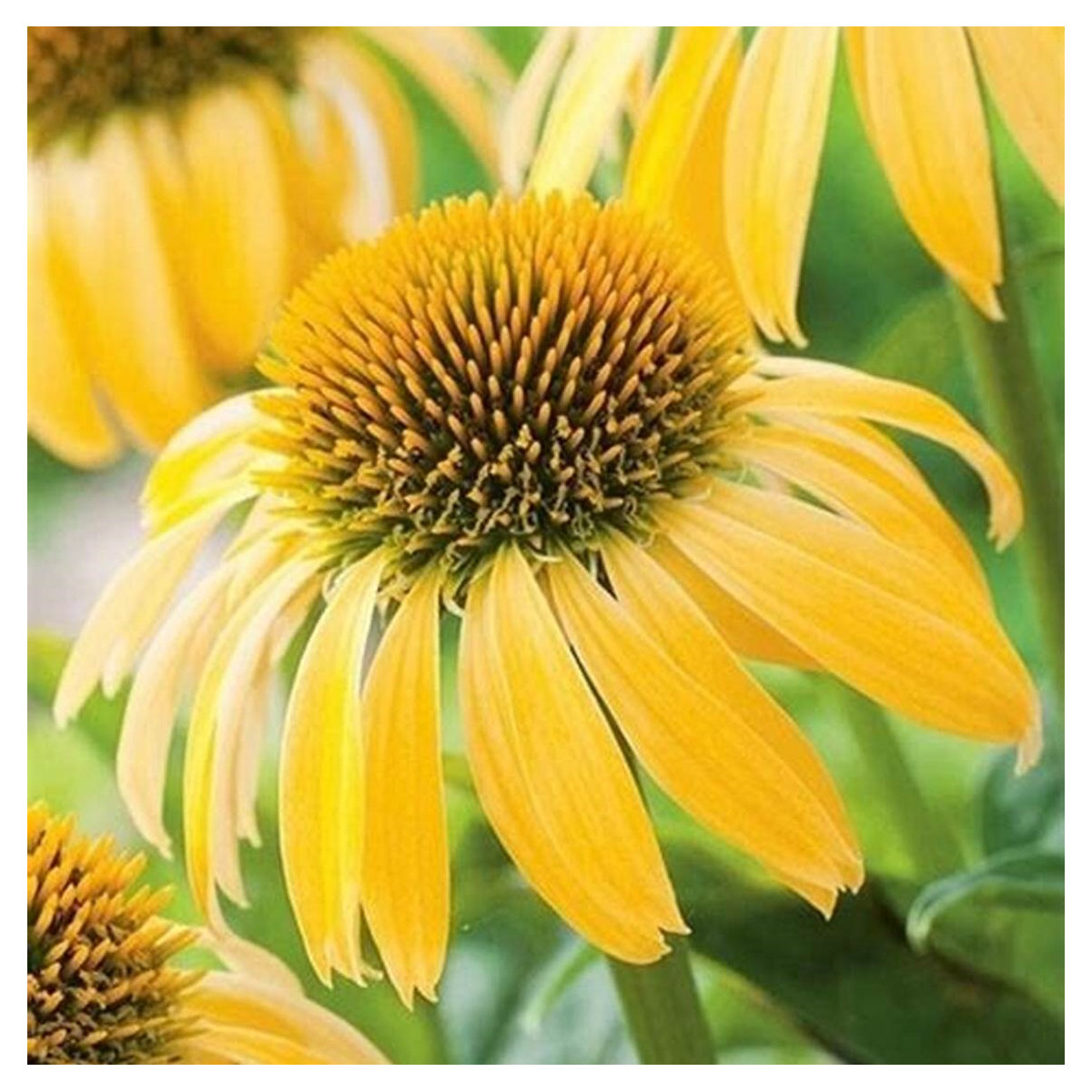 Třapatkovka žlutá - Echinacea - prostokořenné sazenice třapatkovky - 1 ks