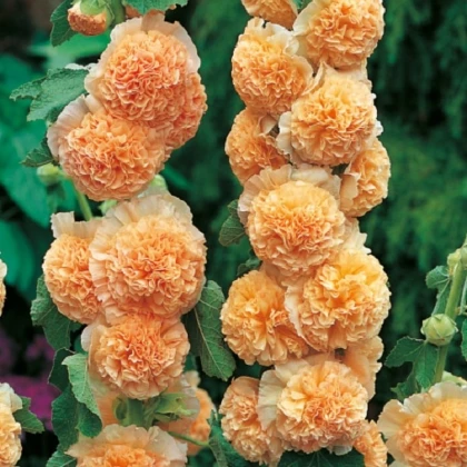 Topolovka oranžová - Alcea - prostokořenné sazenice topolovky - 1 ks