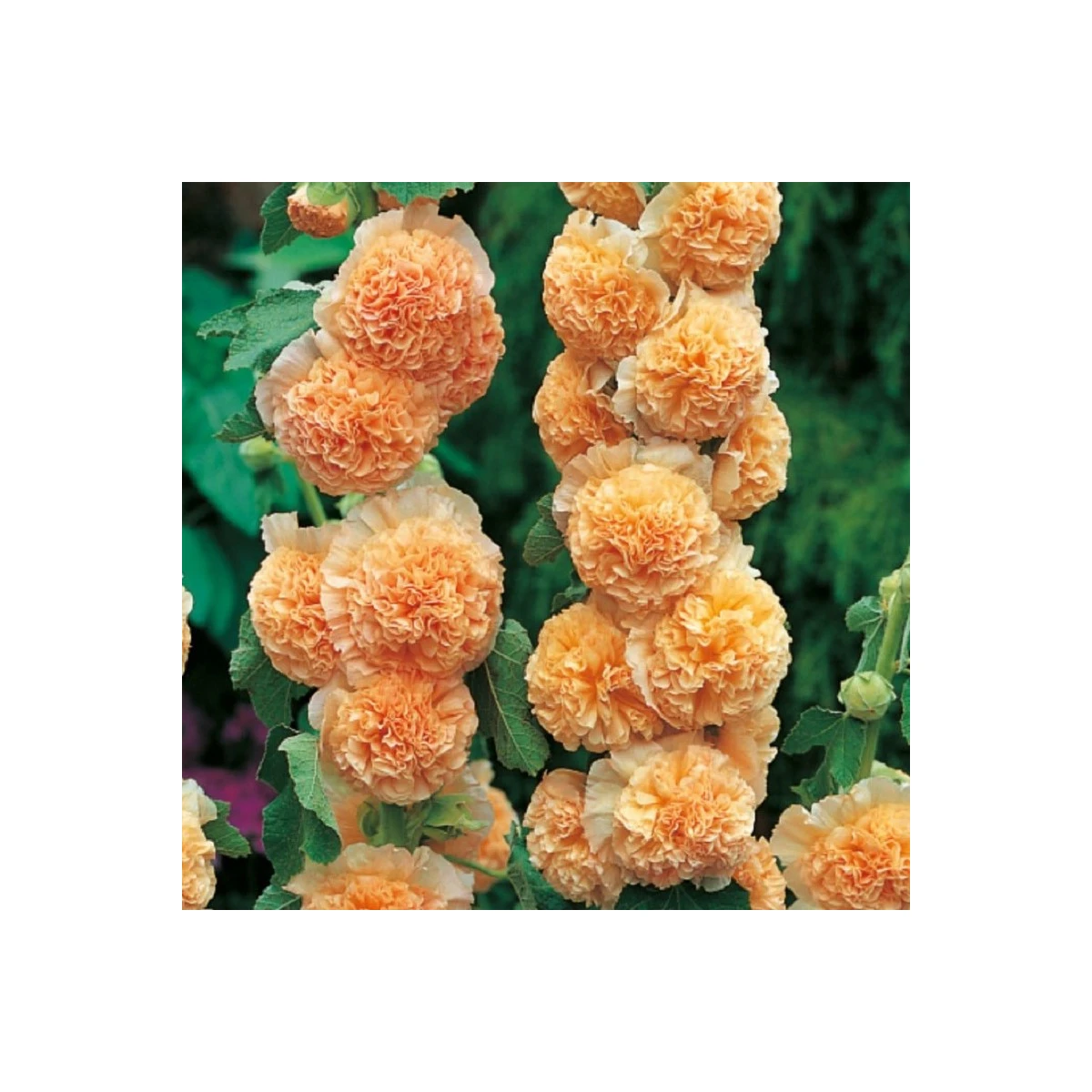 Topolovka oranžová - Alcea - prostokořenné sazenice topolovky - 1 ks