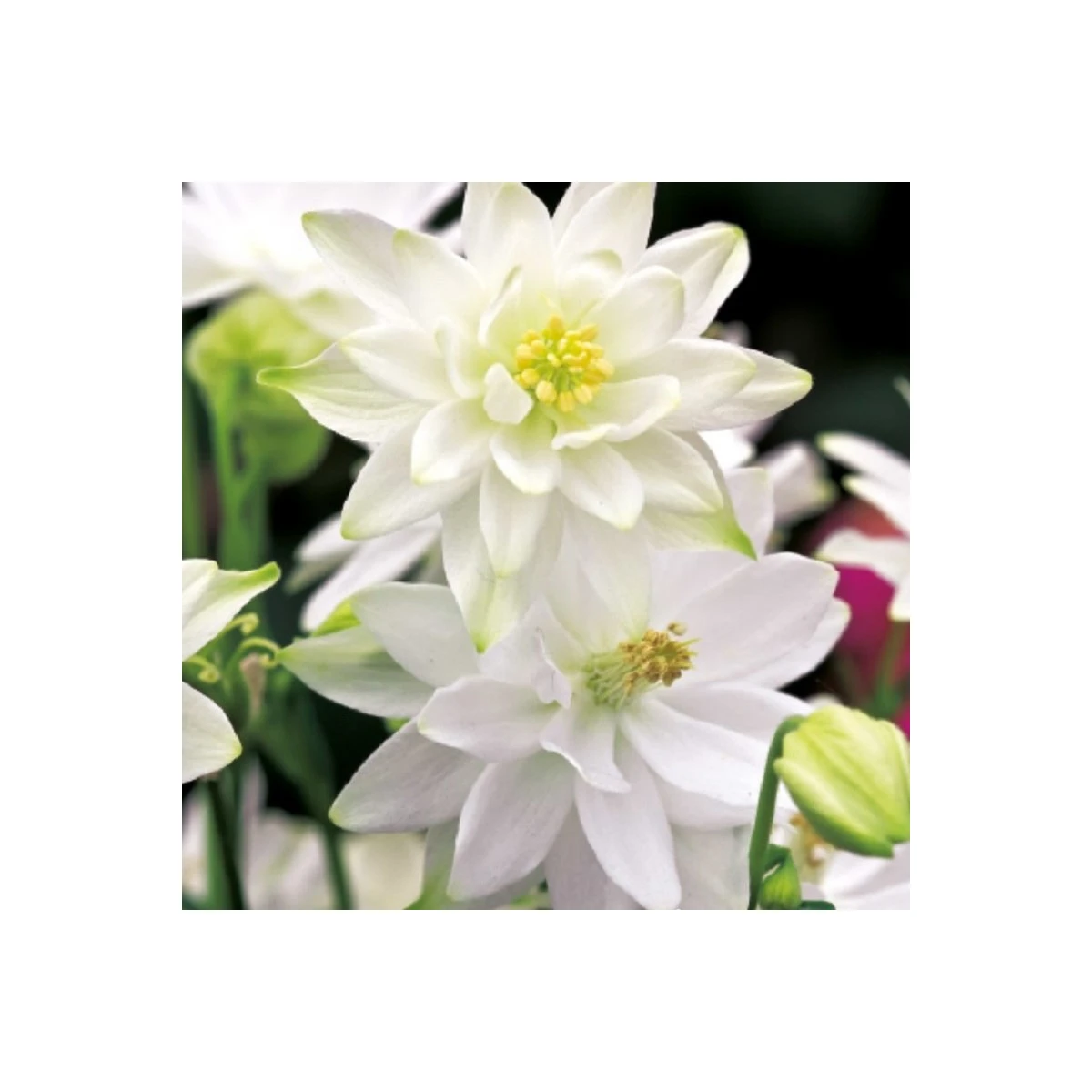 Orlíček plnokvětý bílý - Aquilegia - prostokořenné sazenice orlíčku - 1 ks