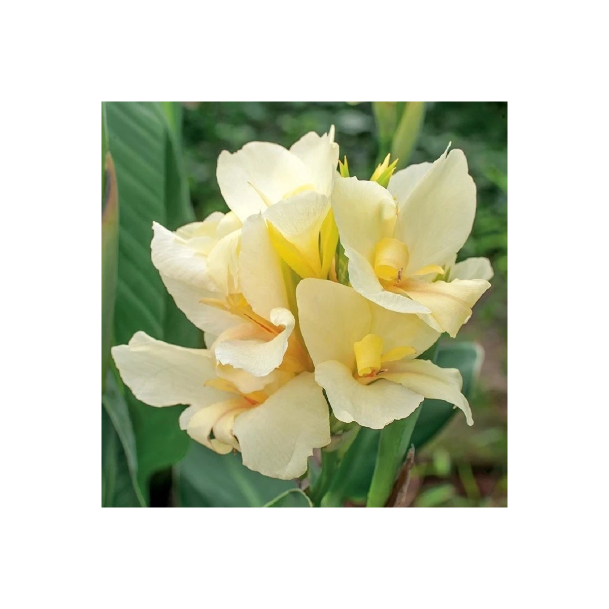 Dosna Puck - Canna - hlízy dosny - 1 ks